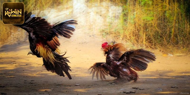 Cách nuôi đơn giản cho dòng chiến kê