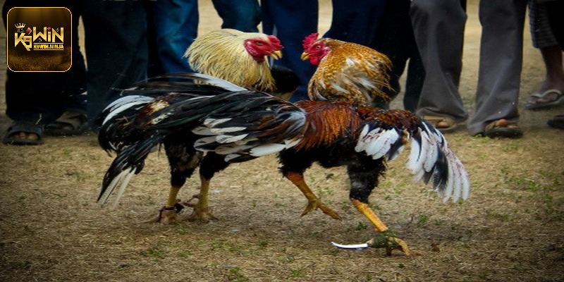 Đá Gà Cựa Sắt K9win - Tổng Hợp Thông Tin Mới Nhất