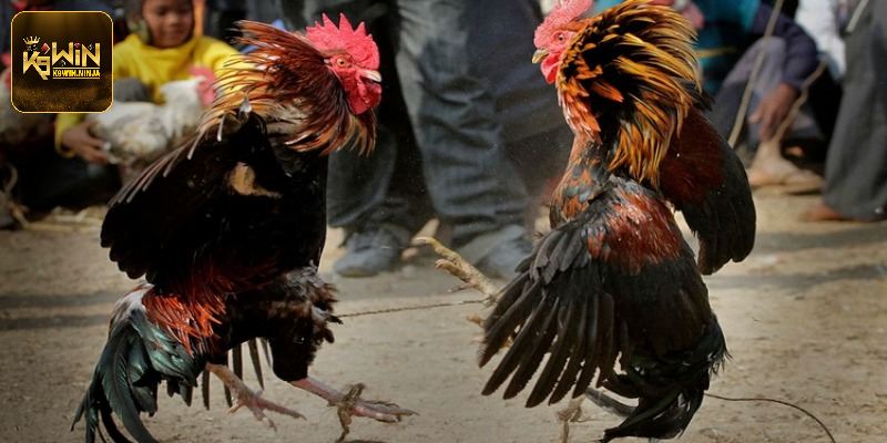 Gà Chọi Đòn Cáo - Tuyệt Kỹ Tinh Hoa Làm Nên Chiến Kê Bất Bại