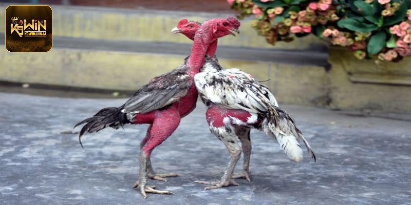 Khái quát sơ lược về gà đòn là gì