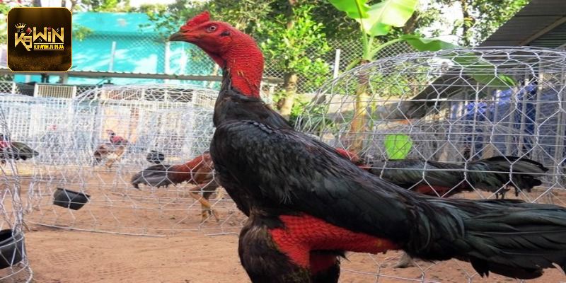 Kinh nghiệm chọn gà đòn đỉnh cao cho người mới