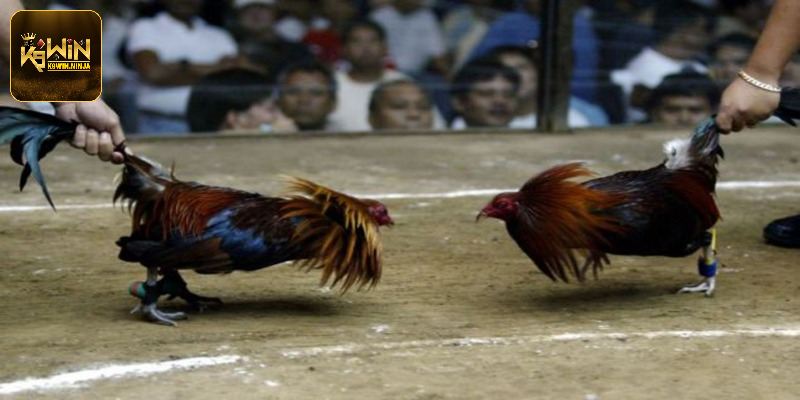 Luật chơi đơn giản bạn cần nắm bắt