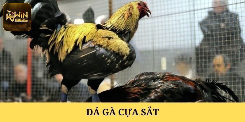 Thông tin về hình thức đá gà