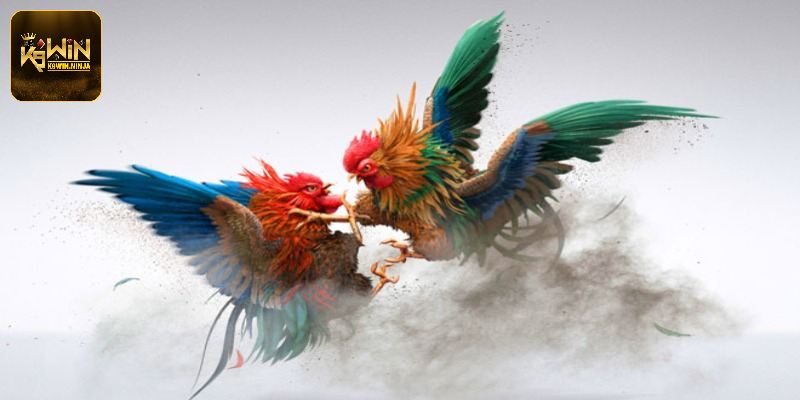 Tìm hiểu về loại giống gà chọi đòn cáo